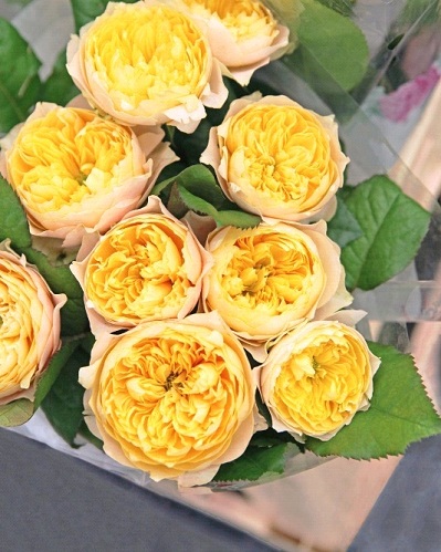 Роза сорт Голден Вувузелла - Питомник роз